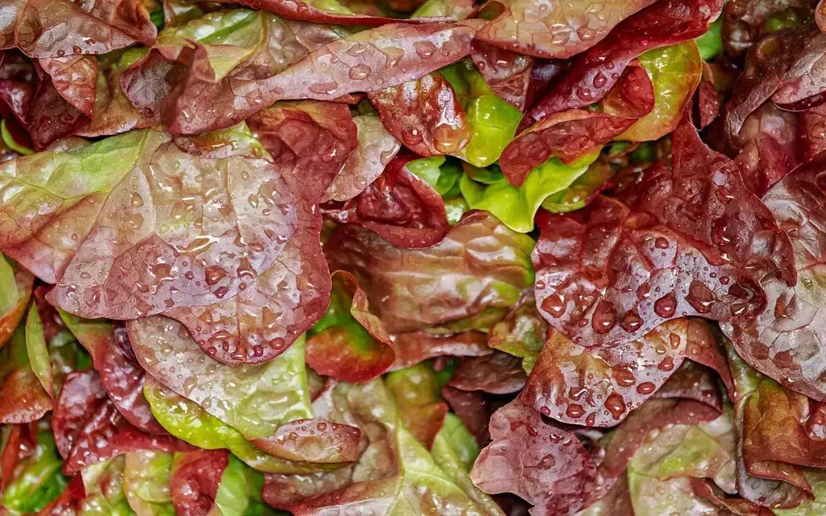 Cozinha Mediterrânea: Pratos, Temperos, Ervas, Frutas e Legumes
